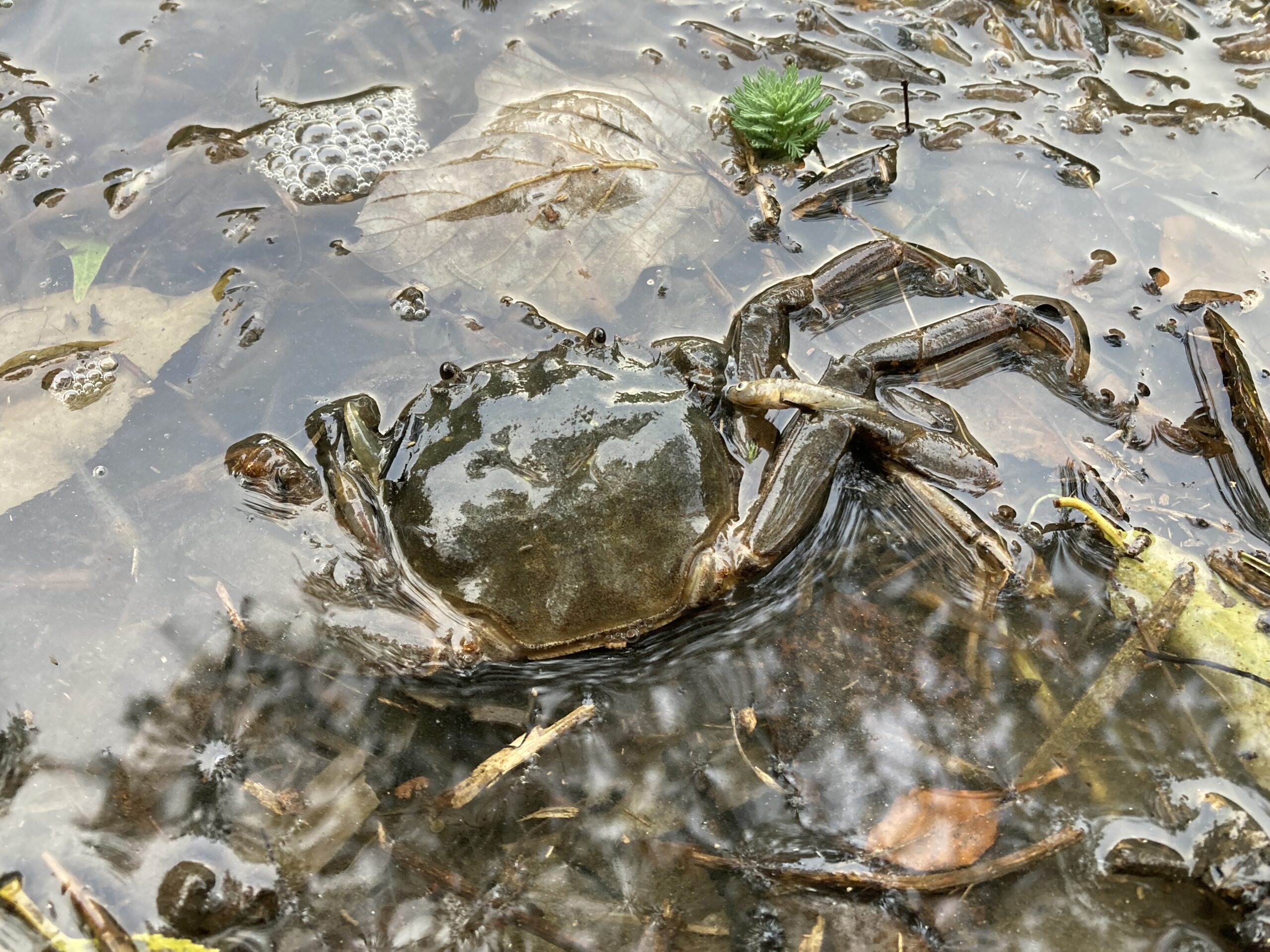 池の水ぜんぶぬいてみました。